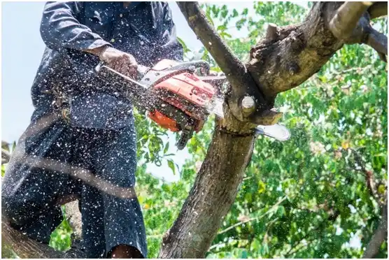 tree services Eagle Butte